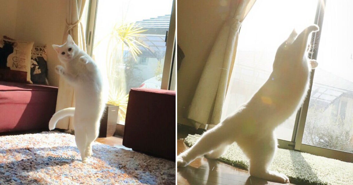 ballet cat.jpg?resize=412,275 - Cat Is Home Alone. Guess What? It's Dance Time!