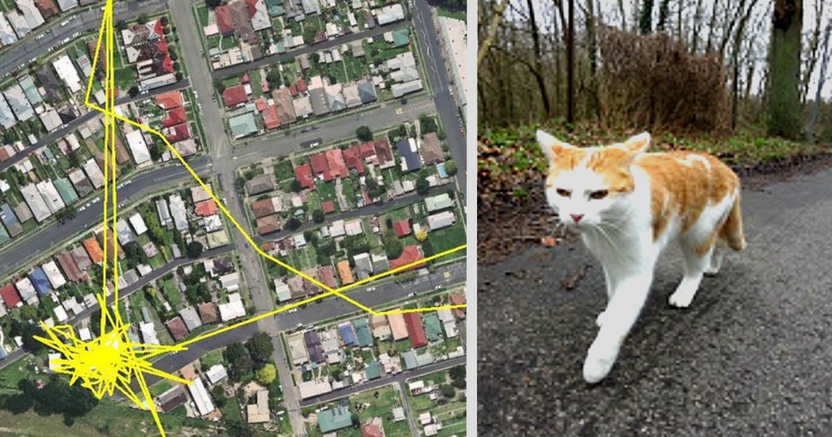 ec9db4eba684 ec9786ec9d8cresfs sdfaersdfdfassdf.jpg?resize=412,232 - We Put GPS Trackers On Pet Cats. Cat Owners Have Never Imagined The Results