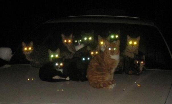 evil cats demons summoning satan 24 58d2695988533  605.jpg?resize=412,275 - 30+ Photos That Prove Cats Are Actually Demons