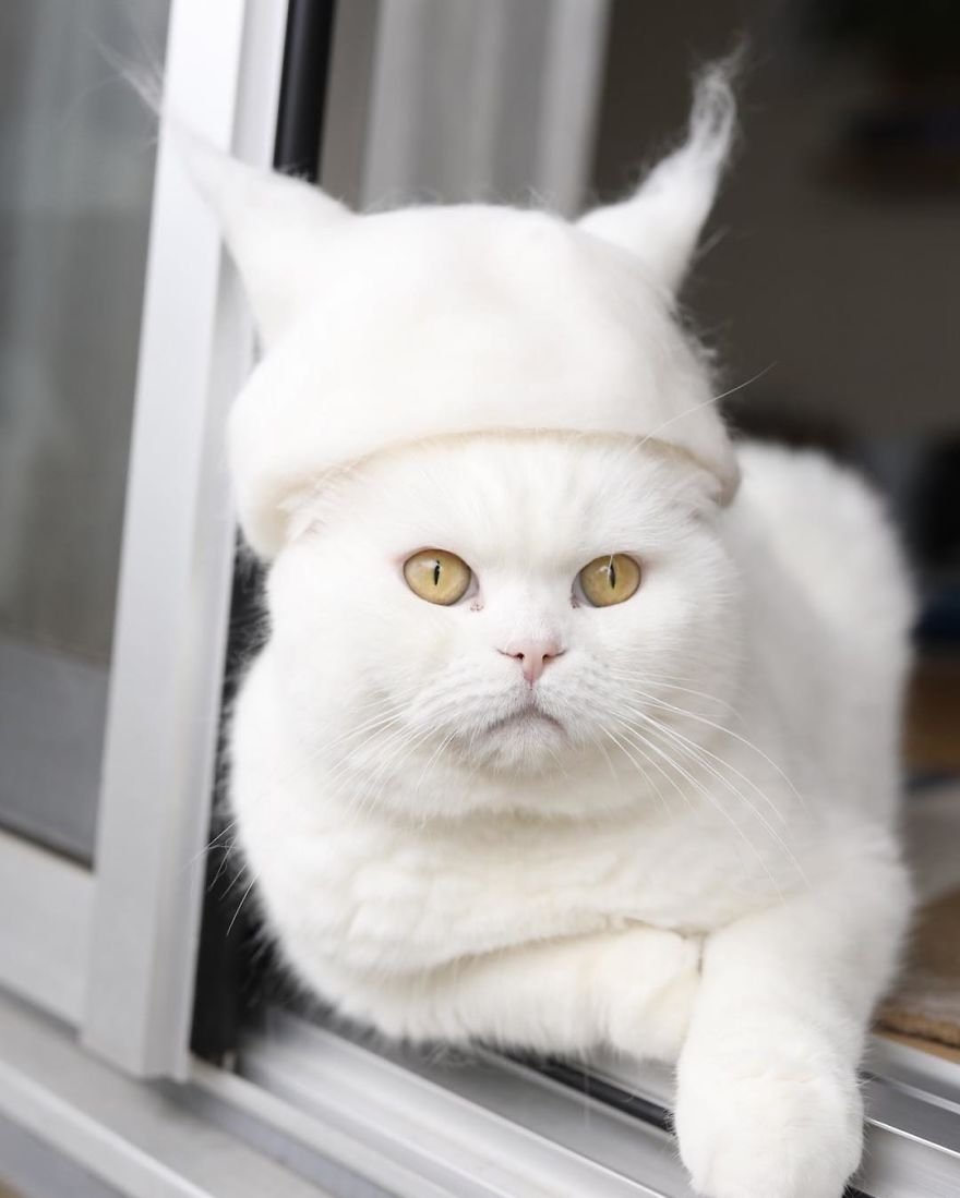 img 599562a357f49 - Cats Wear Hats And They Are The Best! (10+ Photos)