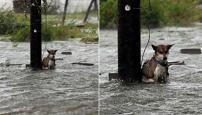 暴雨の打たれながら震えていても最後まで待った犬 Hachibachi