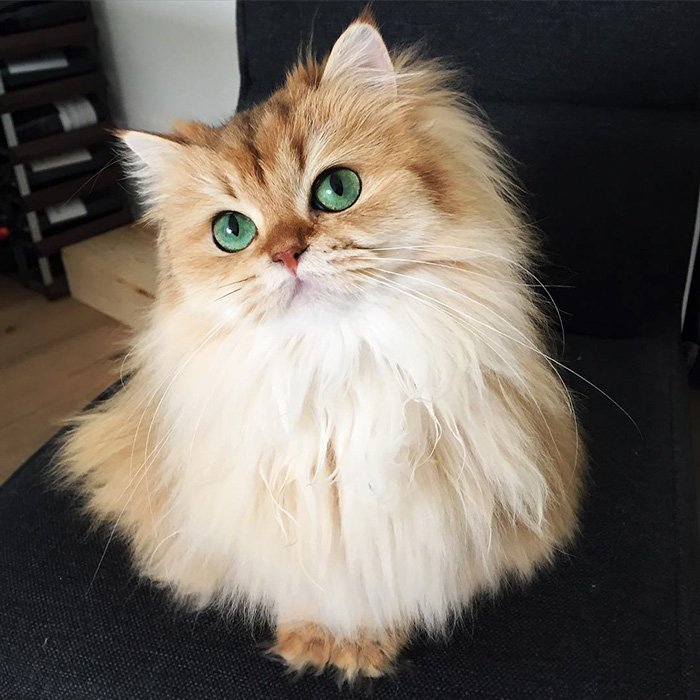 Meet Smoothie, World’s Most Photogenic Cat