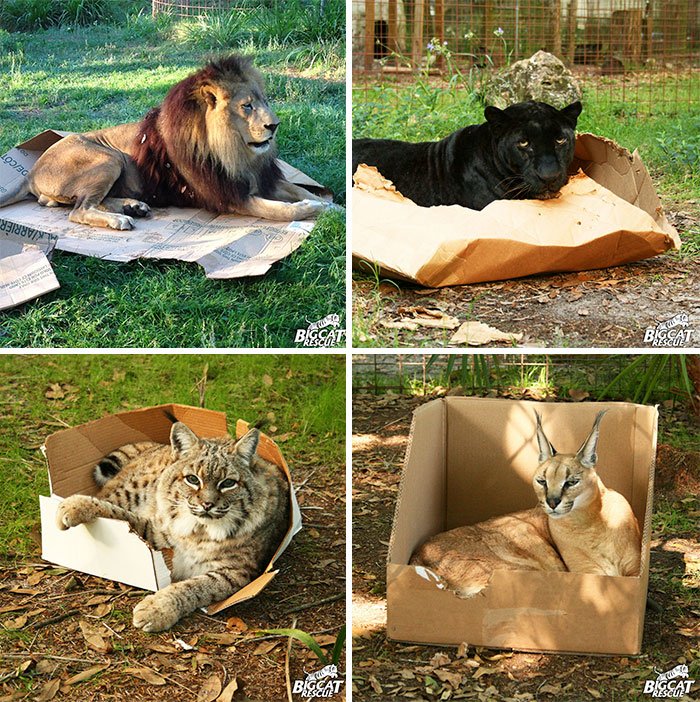 Big Cats Love Boxes Too