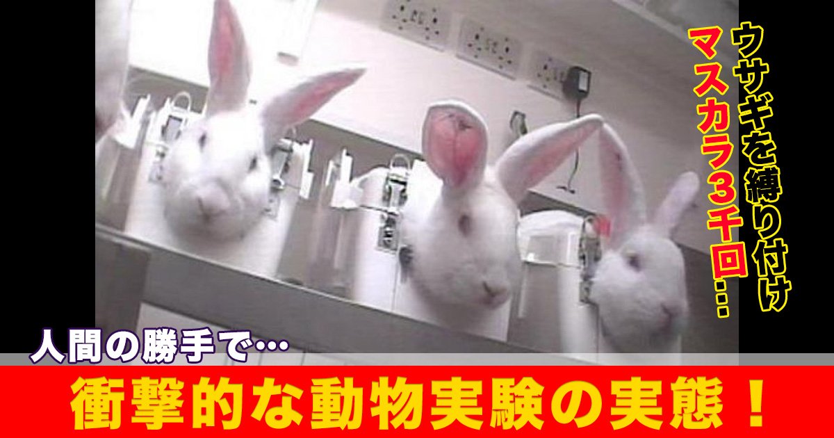 人間の勝手で ウサギを縛り付けマスカラ３千回 衝撃的な動物実験の実態 Hachibachi
