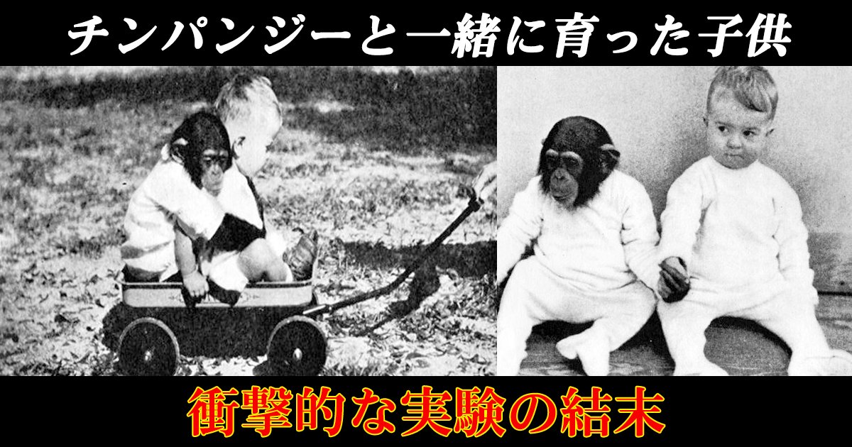 chinpan th.png?resize=1200,630 - チンパンジーと一緒に育った子供。衝撃的な実験の結末とは！？