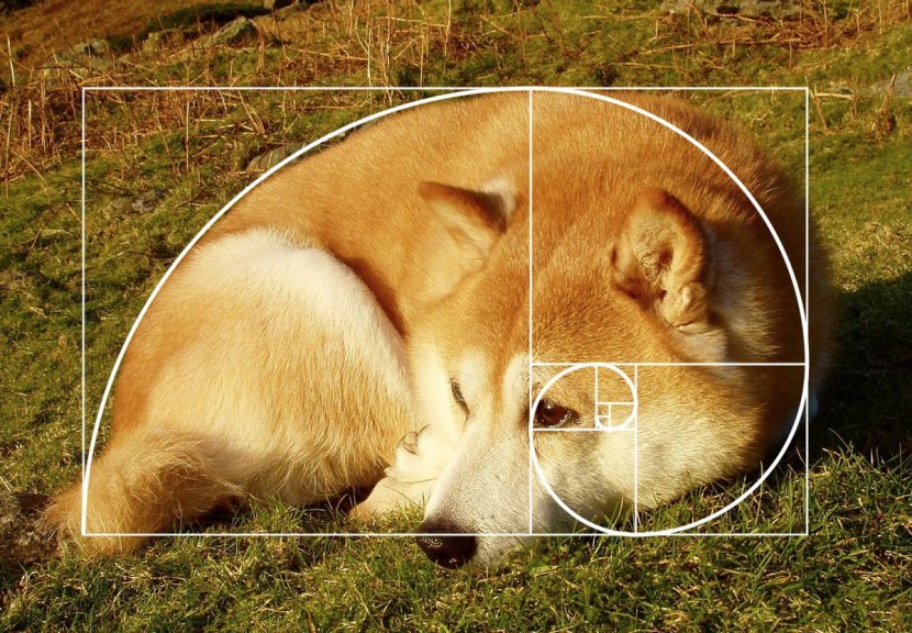 dog2 1.jpg?resize=412,275 - 日網民隨便拍下家中柴犬，意外發現竟符合「黃金螺旋1.618比例」成為超完美柴柴！