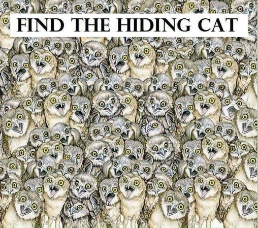 e689bee8b293e592aa1.jpg?resize=1200,630 - 傻眼貓咪！網路瘋傳能在「１分鐘找到貓咪」的人IQ高達140！網友看到解答：「這是耍我嗎？」