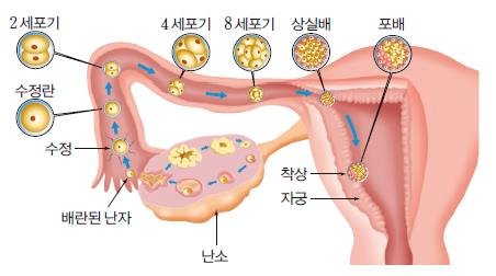 다음백과