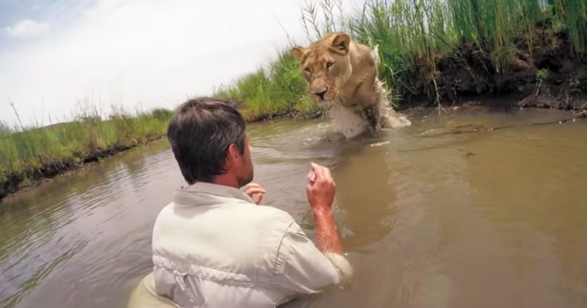 man saves lioness life.jpg?resize=412,232 - Man Visits Lioness And Straps Camera Years After Saving Her Life. Then, He Believes In Her And Gets Closer