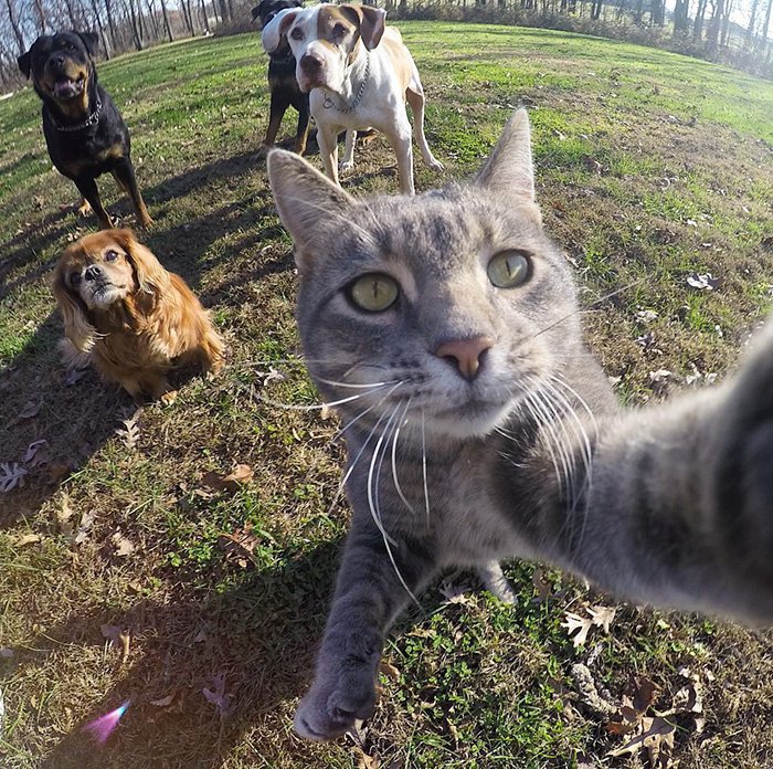 manny-cat-takes-selfies-dogs-gopro-9