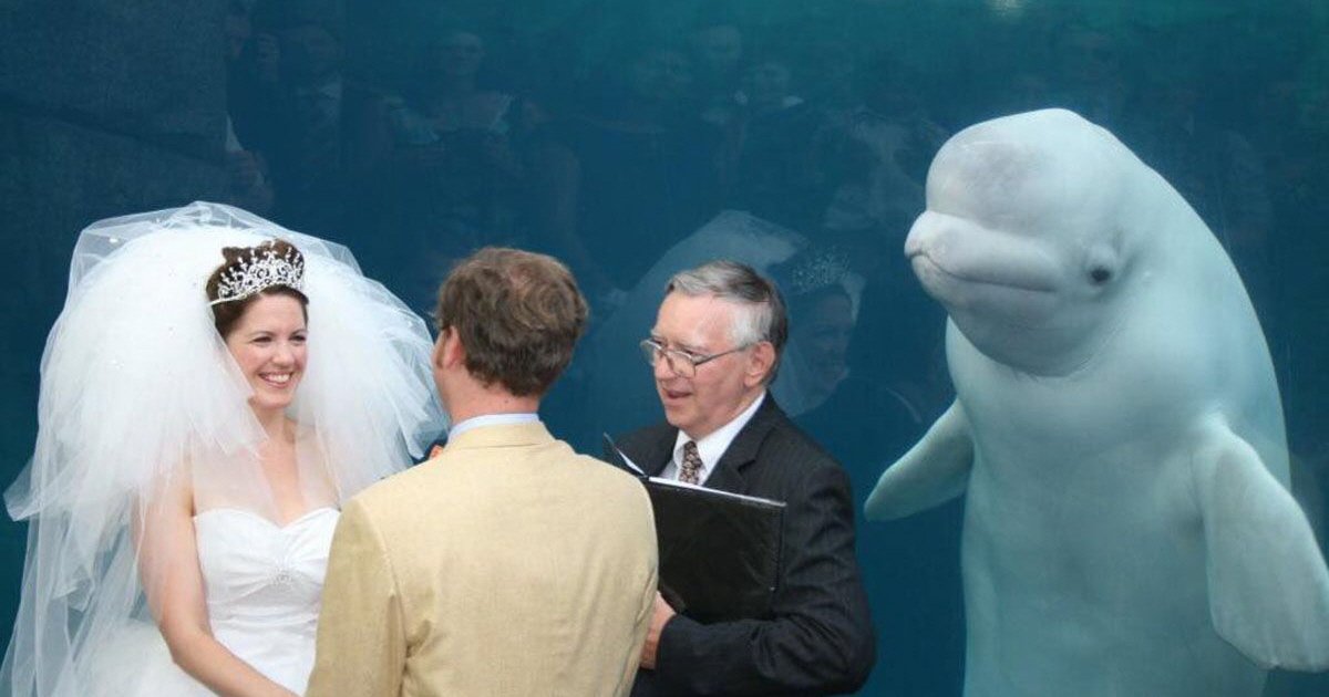 whale gate crashes couples wedding 1488192957.jpg?resize=412,232 - '불청객' 돌고래가 결혼식에 참여했을 때 벌어지는 일 (사진 15장)