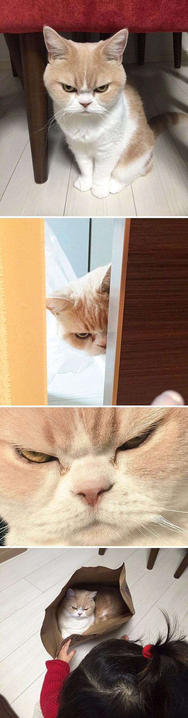 Japanese Grumpy Cat