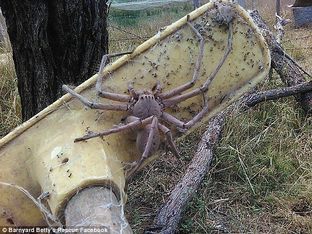 3a02bb7200000578 0 image a 73 1478150956920.jpg?resize=412,275 - Behemoth Spider That Rocked Snapchat Could Be The Biggest Huntsman EVER