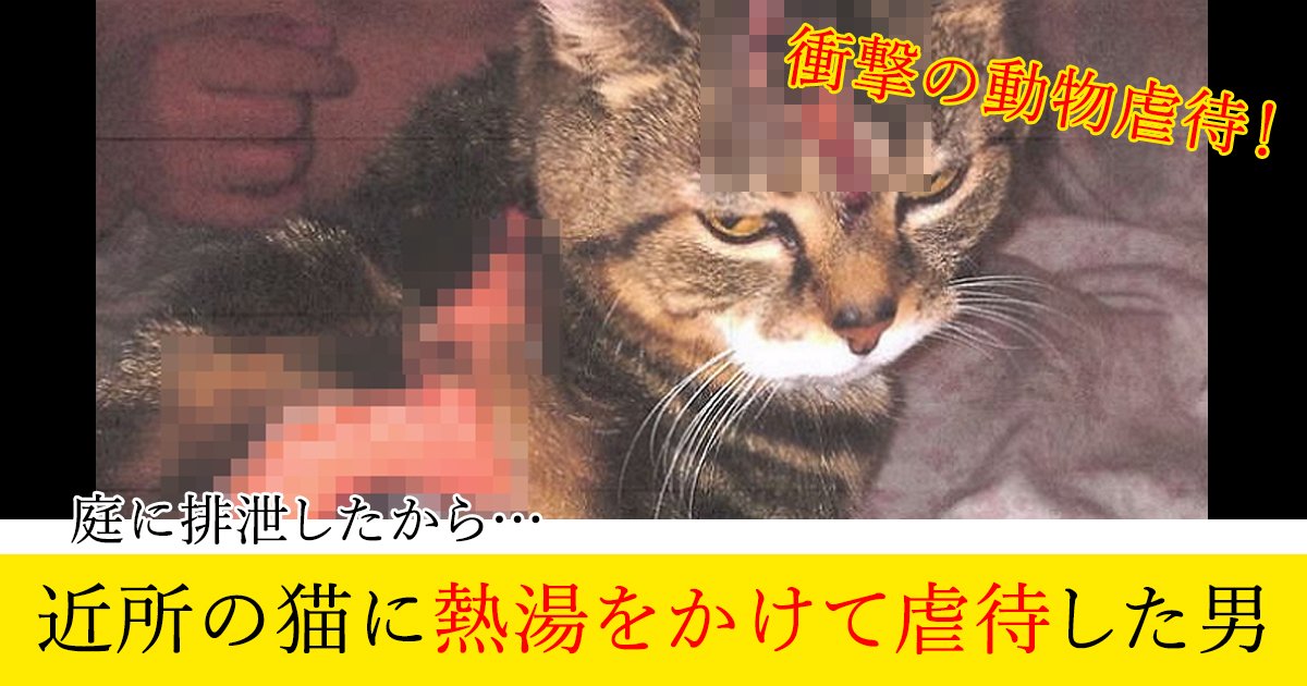 庭に排泄したから 近所の猫に熱湯をかけて虐待した男 Hachibachi