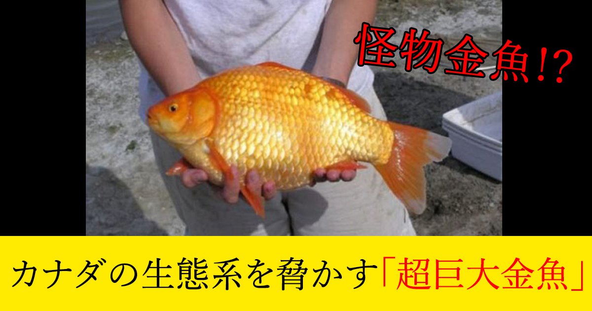 88 3 2.jpg?resize=412,275 - カナダの生態系を脅かす「超巨大金魚」