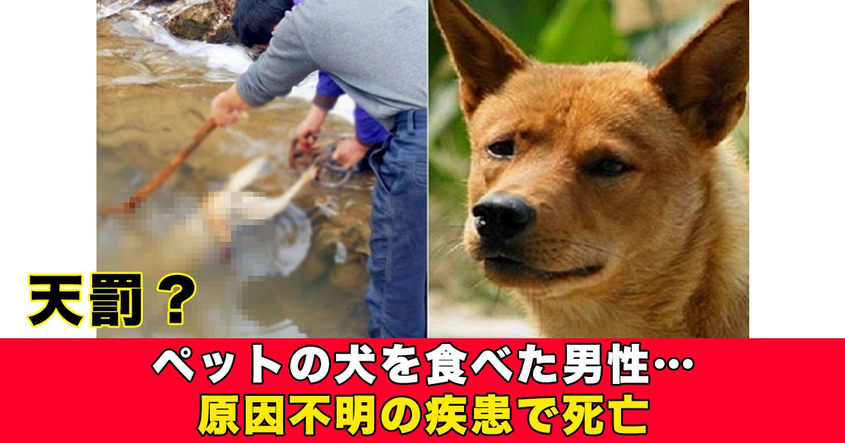 ペットの犬を食べた男性 原因不明の疾患で死亡 Hachibachi