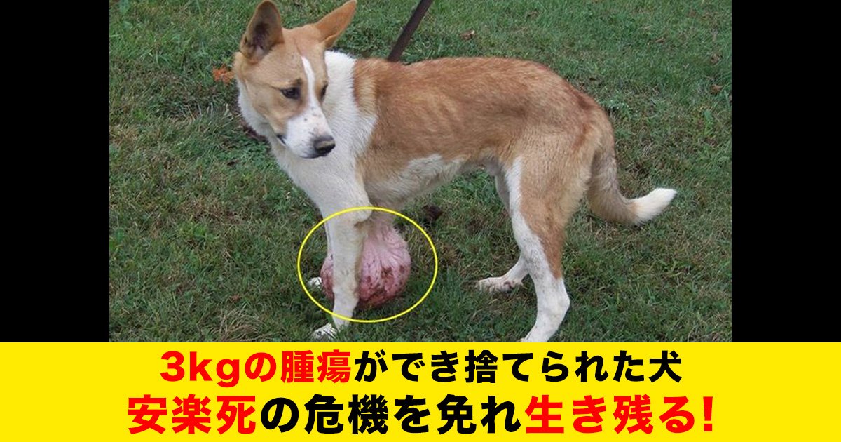 88 55.jpg?resize=412,275 - 3kgの腫瘍ができ捨てられた犬、安楽死の危機を免れ生き残る!