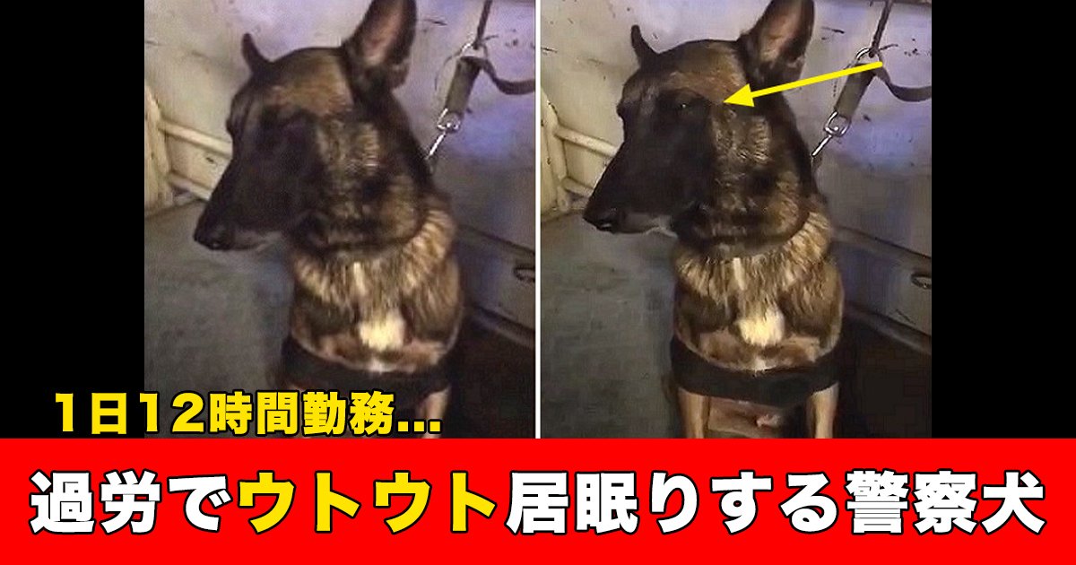 88 66.jpg?resize=412,275 - 1日12時間勤務...過労でウトウト居眠りする警察犬