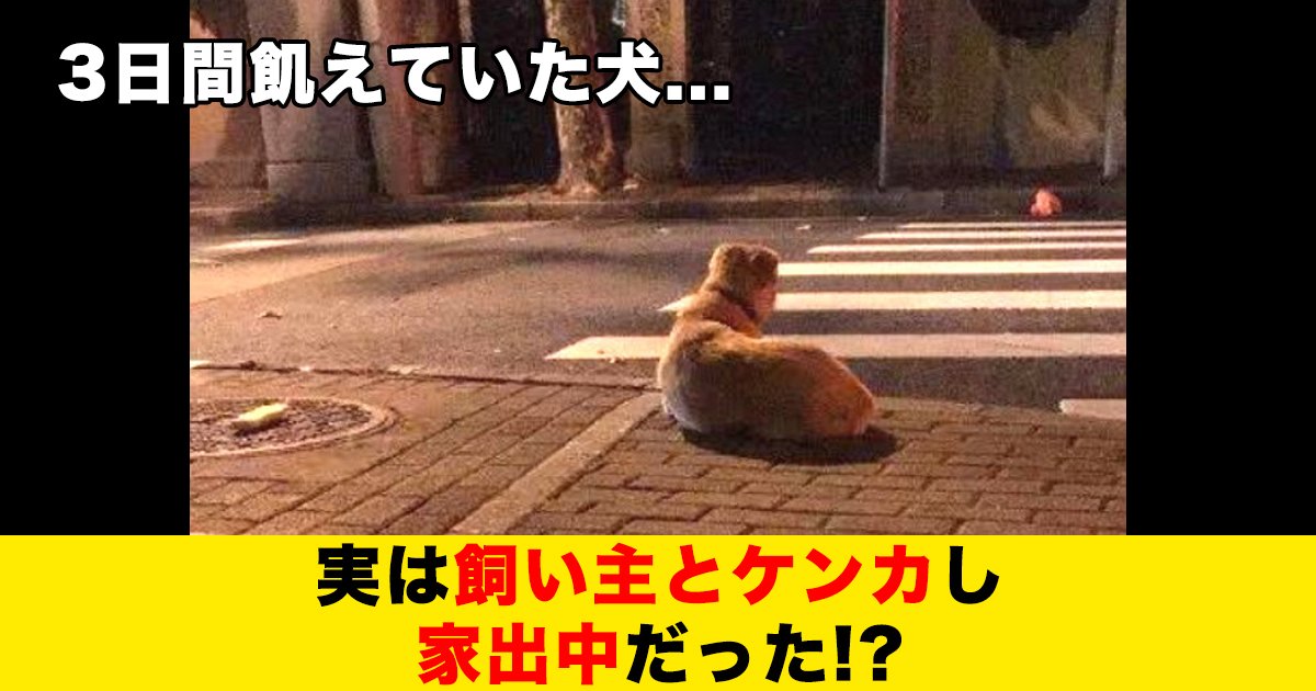 88 69.jpg?resize=412,275 - 3日間飢えていた犬、実は飼い主とケンカし家出中だった!?