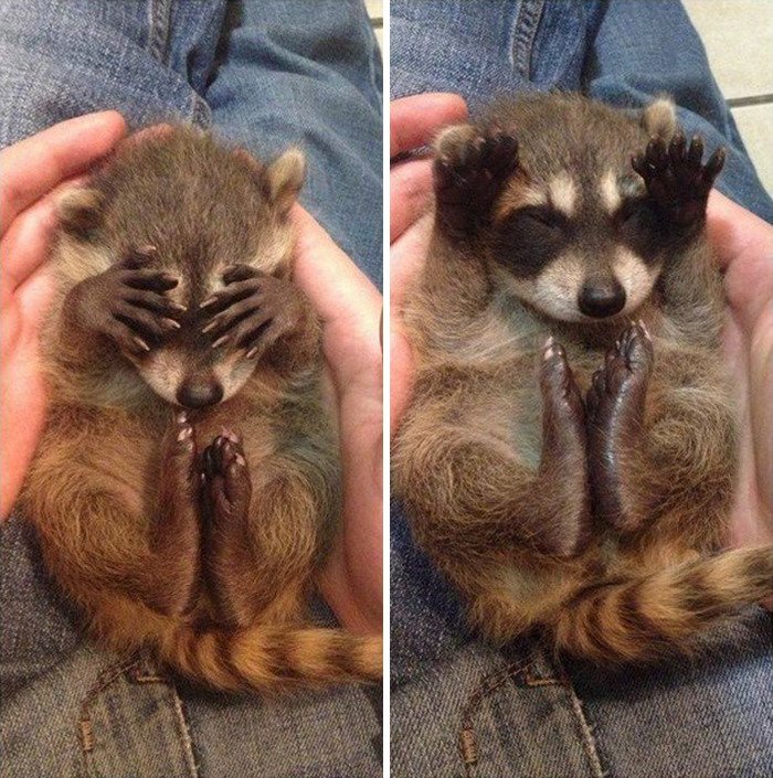 adorable-cute-raccoons-1-5956481087f38-png__700