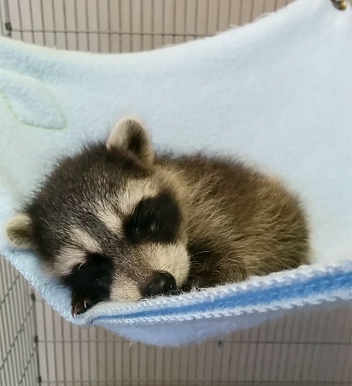 adorable-cute-raccoons-154-59564ee659940__700