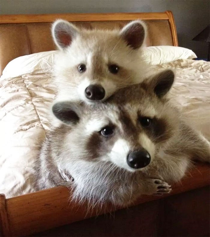 adorable-cute-raccoons-51-59561bf995a16__700