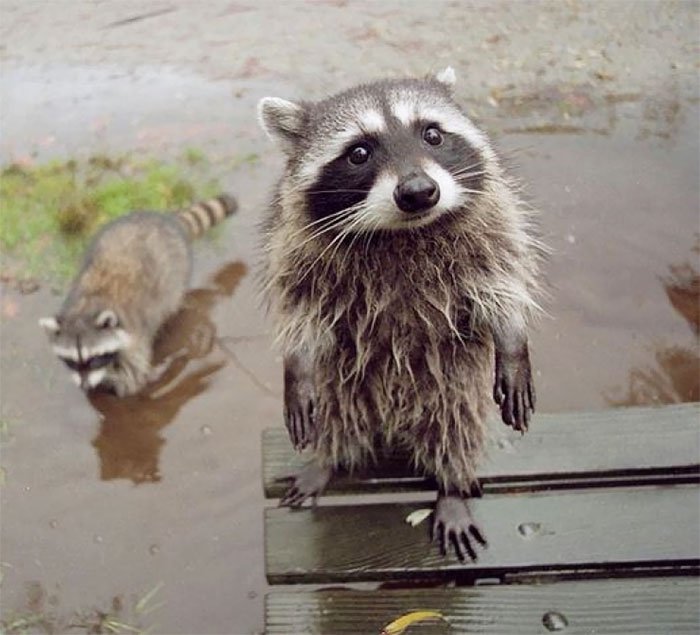 adorable-cute-raccoons-68-595642de22445__700