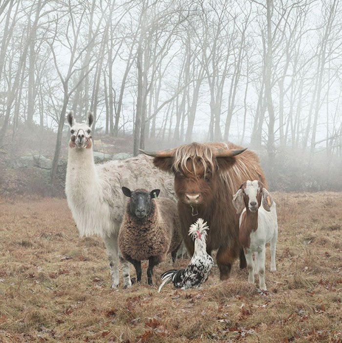 animals about to drop album photos 58aeb2b30934d 700 - 10 Animals That Look Like Releasing The Hottest Albums