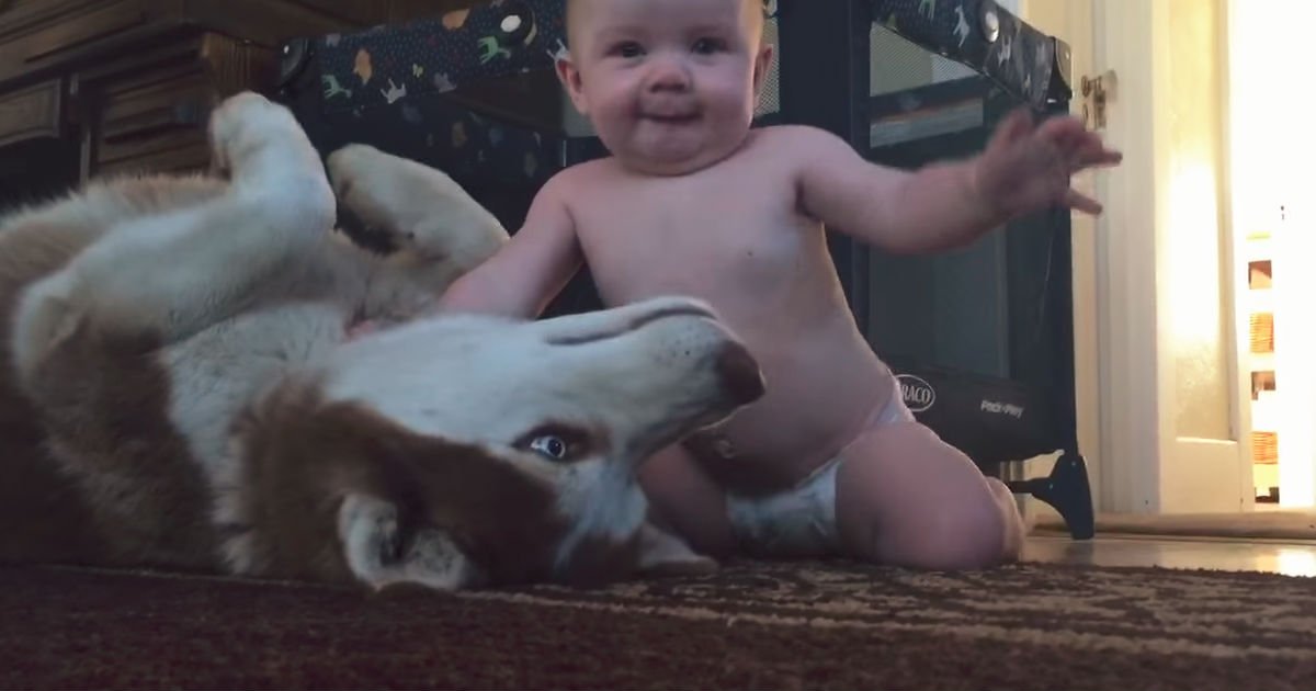 baby and husky.jpg?resize=1200,630 - Forget Stuffed Toys, Your Baby Will Love Playing With a Real Life Husky Instead