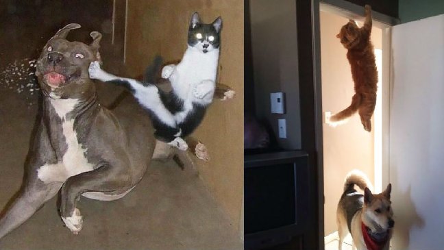 cat ninja.jpg?resize=412,232 - 20張證明「貓咪是忍者後代」的照片！飛簷走壁加隱身術讓網友爆笑：「可能連功夫都難不倒！」