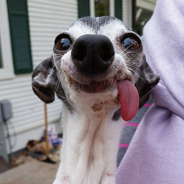 derpy-dog-greyhound-sticking-tongue-zappa-50