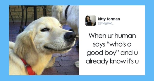 dog 6.png?resize=412,232 - 15 Of The Best Dog Tweets Ever... You Might Bark With Laughter