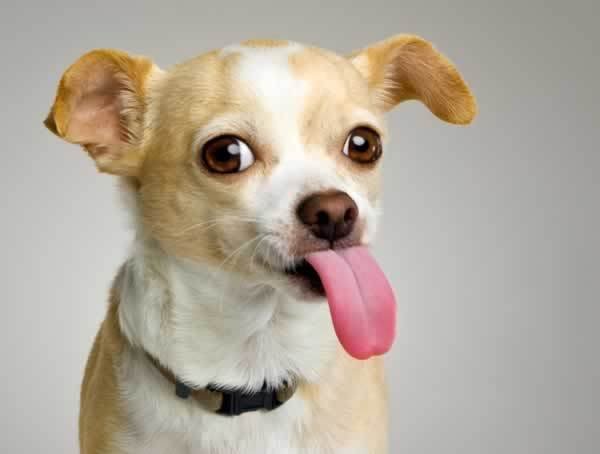 dog-picture-photo-chihuahua-tongue-out