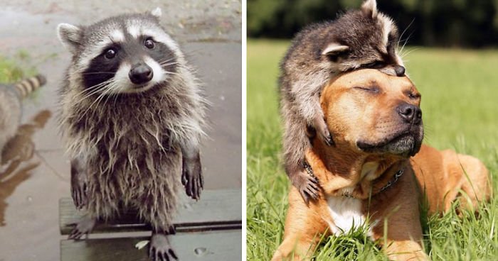 fb image sharing dashboard 59566792204ec  700 1.jpg?resize=412,232 - 15 Pictures That Prove Raccoons Are The Cutest Animal In The World
