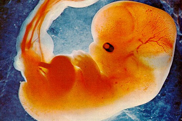 fetus.jpg?resize=412,275 - REVEALED: Baby's First Heartbeat Is Only 16 Days After Conception