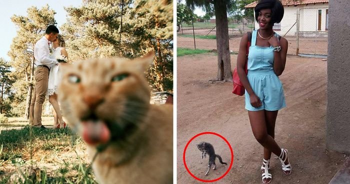 funny cat photobombs fb3  700 png.jpg?resize=412,232 - 10+ Times Cats Hilariously Photobombed Purrfect Shots