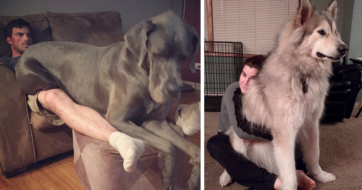 giant lap dogs fb3.png?resize=412,232 - 10+ Dogs Who Don’t Understand How BIG They Are And Think They’re Lap Dogs
