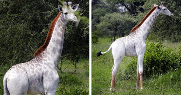 giraffe.png?resize=412,275 - A Rare White Giraffe Spotted In Tanzania