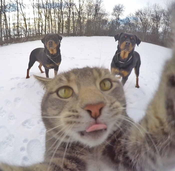 ordinary-day-cat-started-take-selfies_manny-cat-takes-selfies-dogs-gopro-15
