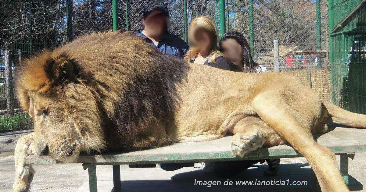 portada zoo.jpg?resize=1200,630 - Dopan animales en un terrible zoológico en Argentina ¡para poder tomarse selfies!