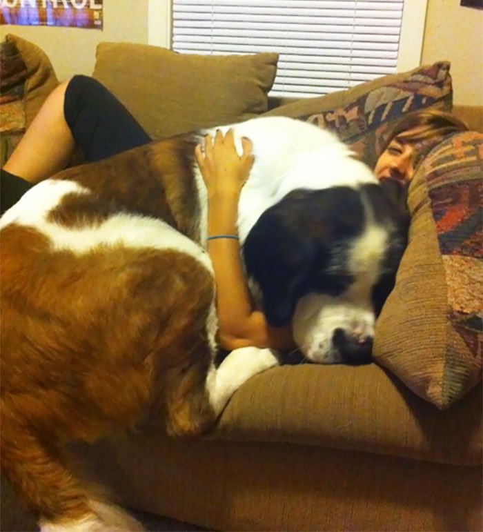 post-pictures-of-large-dogs-that-still-think-theyre-lap-dogs-101-5996ce287f458__700