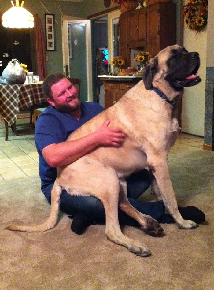 post-pictures-of-large-dogs-that-still-think-theyre-lap-dogs-102-5996ce98f1247__700