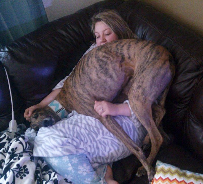 post-pictures-of-large-dogs-that-still-think-theyre-lap-dogs-103-5996ceea9f4ce__700