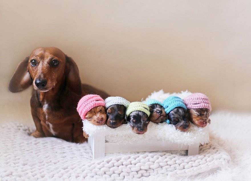 sausage dog maternity photoshoot puppies 2.jpg?resize=412,275 - Sausage Dog Poses With Her Tiny Sausages For Maternity Photoshoot