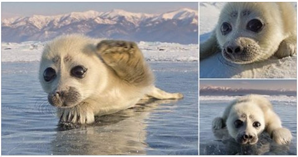 screen shot 2017 10 23 at 5 02 26 pm.png?resize=412,275 - Tiny Seal Pup Happily Poses For Icy Photoshots