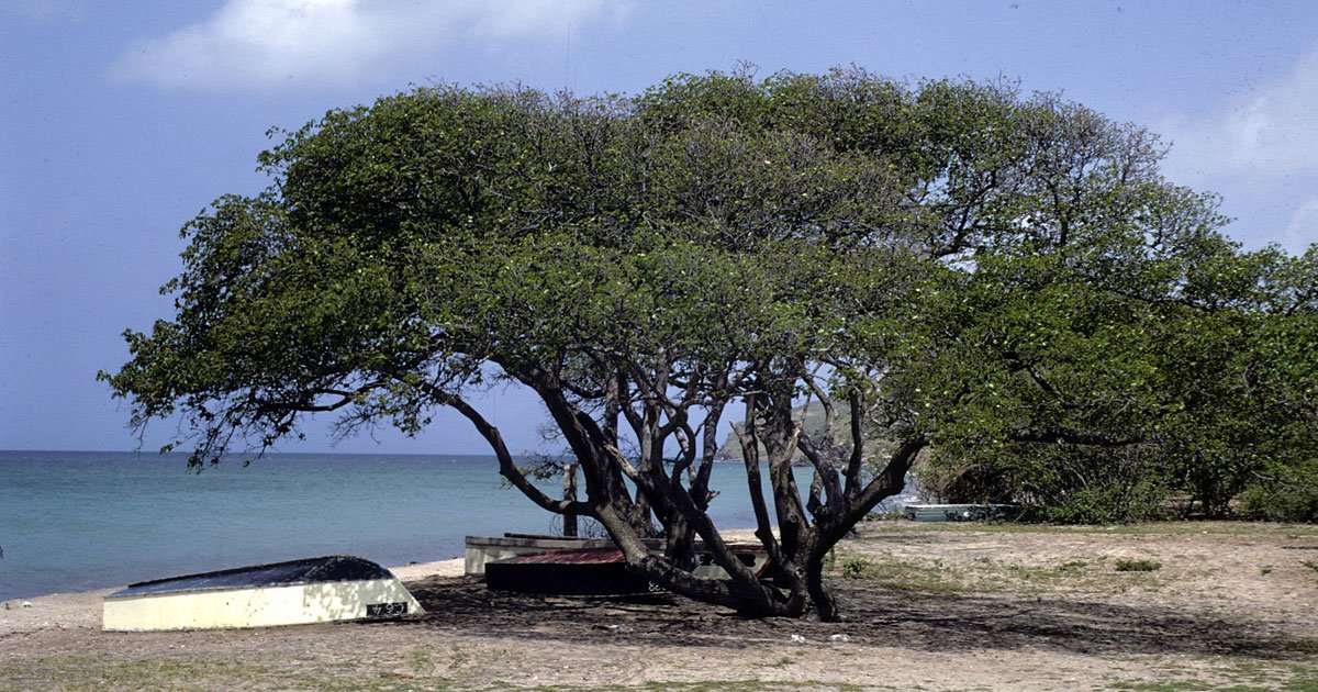 untitled 1 4.jpg?resize=412,275 - Es conocido como el árbol de la muerte y te contaremos por qué es mejor estar lejos de él.