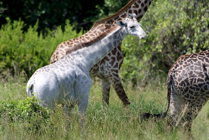 white-giraffe-leucism-albino-rare-animals-omo-tanzania-11