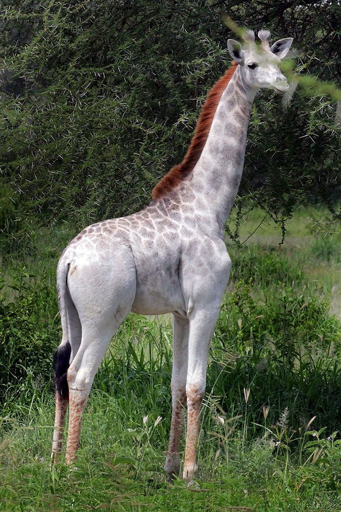 white-giraffe-leucism-albino-rare-animals-omo-tanzania-7