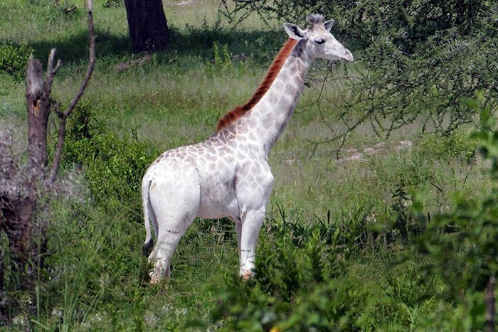 white-giraffe-leucism-albino-rare-animals-omo-tanzania-8