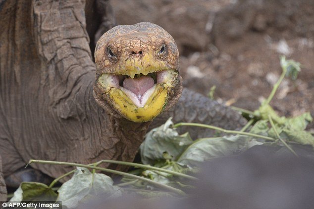 38560d3300000578 3788645 image a 32 1473841583589 1.jpg?resize=412,275 - Sex-mad Galapagos tortoise saves his species!